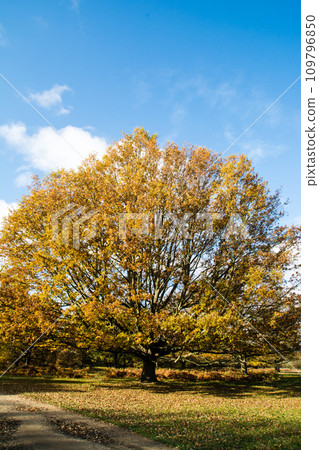 A spacious park under a blue sky with clouds and trees in autumn colors at Richmond Park on the outskirts of London 109796850