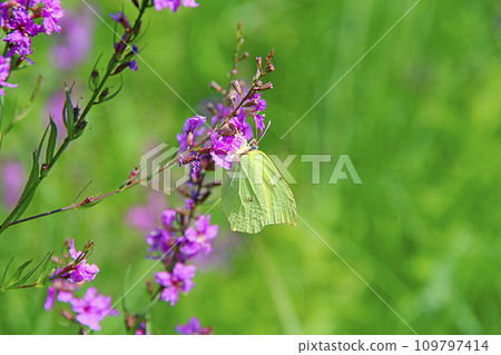Gonepteryx rhamni collecting nectar from flowers of Chamaenerion angustifolium Gonepteryx rhamni collecting nectar from flowers of Chamaenerion angustifolium 109797414
