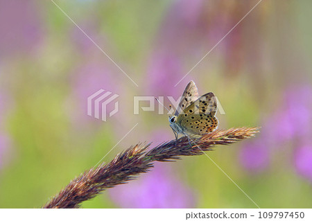Butterfly of Silver-studded Blue sitting on dry blade close up 109797450