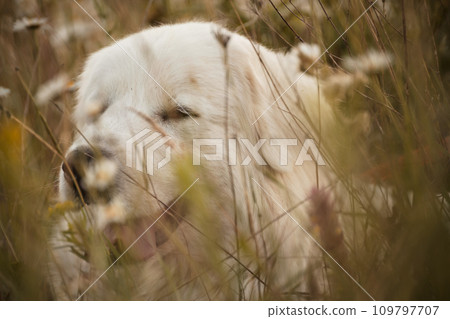 Daisies white dog Maremma Sheepdog in a wreath of daisies sits on a green lawn with wild flowers daisies, walks a pet. Cute photo with a dog in a wreath of daisies. Daisies white dog Maremma Sheepdog in a wreath of daisies sits on a green lawn with wild flowers daisies, walks a pet. Cute photo with a dog in a wreath of daisies. 109797707