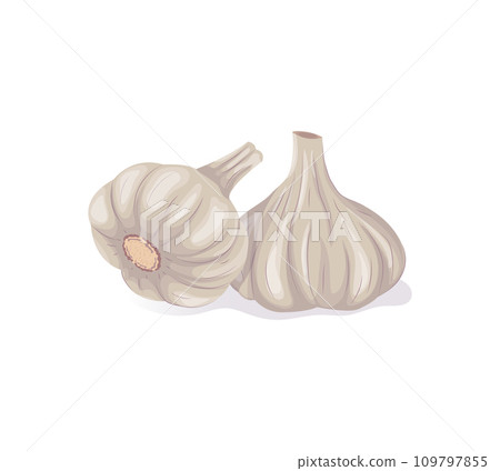 Whole garlic heads. Different Garlic bulbs in cartoon flat style. Vegetable isolated illustrationon a white background. 109797855