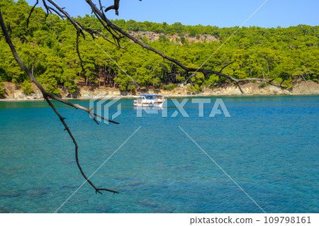 tropical seascape and sandy beach with turquoise clear sea and pine tree forest tropical seascape and sandy beach with turquoise clear sea and pine tree forest 109798161