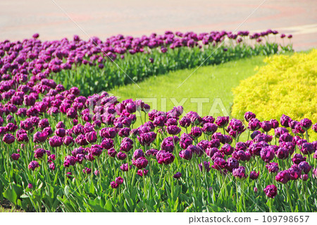 Lilac tulips on flower bed in city park. Springtime garden Lilac tulips on flower bed in city park. Springtime garden 109798657