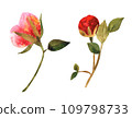 A watercolor drawing of two peonies 109798733