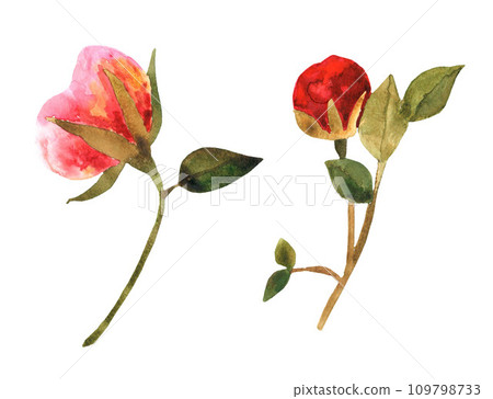 A watercolor drawing of two peonies 109798733