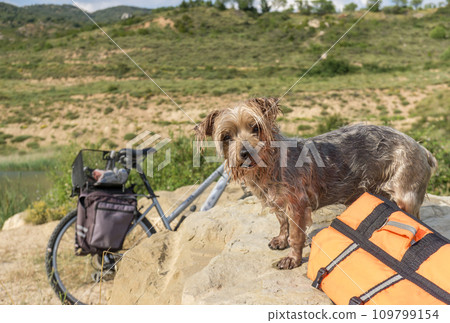 Expressive Dog wet after swimming, lifejacket and a water toy Expressive Dog wet after swimming, lifejacket and a water toy 109799154