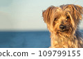 Doggy Yorkshire Terrier brown dog 109799155