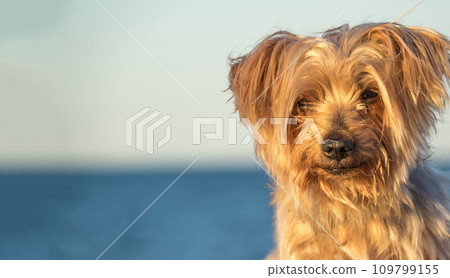 Doggy Yorkshire Terrier brown dog 109799155