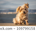 Doggy Yorkshire Terrier brown dog 109799158