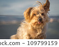 dog seated curiosity expression doggie Blurry background 109799159