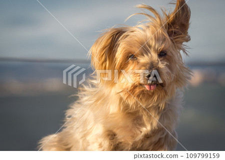 dog seated curiosity expression doggie Blurry background 109799159