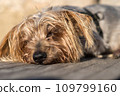 Beautiful dog rests lying down. In the warm sun of sunset 109799160
