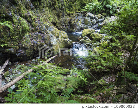 View of small water stream with moss covered stones, fern and tropical plants at Levada Do Rei PR18 hike, from Sao Jorge ending at the source in Ribeiro Bonito, Madeira, Portugal View of small water stream with moss covered stones, fern and tropical plants at Levada Do Rei PR18 hike, from Sao Jorge ending at the source in Ribeiro Bonito, Madeira, Portugal 109800028