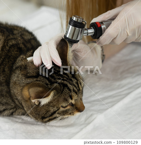 Veterinarian conducts otoscopy on a cat's ear for precise examination and care. Expert veterinary otoscopy for feline health. Skilled veterinarian examines the cat's ear using an otoscope. 109800129