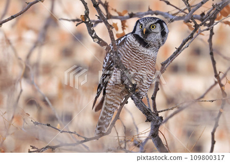 Northern Hawk Owl sitting on a branch tree into the forest, Quebec, Canada Northern Hawk Owl sitting on a branch tree into the forest, Quebec, Canada 109800317