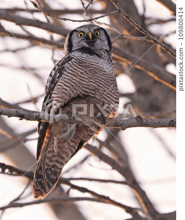 Northern Hawk Owl sitting on a branch tree with this prey into the forest, Quebec, Canada 109800414