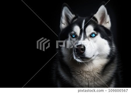 Siberian Husky dog with blue eyes on black background. Copy space for text. 109800567