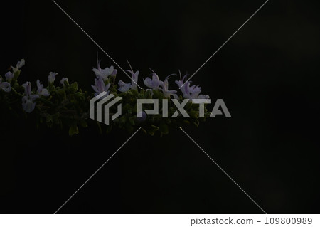 Rosemary in the dark Rosemary in the dark 109800989