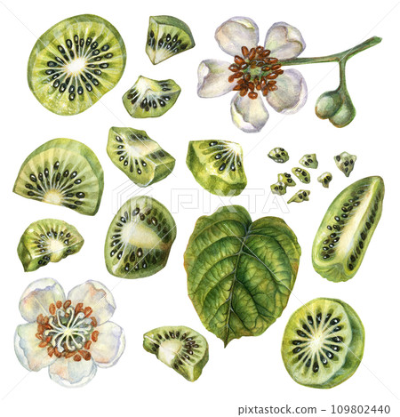 Watercolor bright brown fruits, green leaves and white flowers of kiwi with pieces and slices for the design of labels, covers, websites of juices, food, cakes, confectionery, sweets 109802440