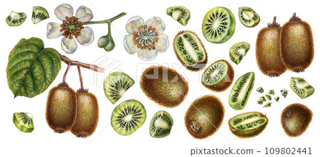 Watercolor bright brown fruits, green leaves and white flowers of kiwi with pieces and slices for the design of labels, covers, websites of juices, food, cakes, confectionery, sweets Watercolor bright brown fruits, green leaves and white flowers of kiwi with pieces and slices for the design of labels, covers, websites of juices, food, cakes, confectionery, sweets 109802441