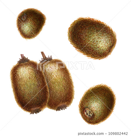 Watercolor bright brown fruits of kiwi with pieces and slices for the design of labels, covers, websites of juices, food, cakes, confectionery, sweets Watercolor bright brown fruits of kiwi with pieces and slices for the design of labels, covers, websites of juices, food, cakes, confectionery, sweets 109802442