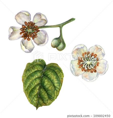 Watercolor bright kiwi green leaves and white flowers of kiwi with pieces and slices for the design of labels, covers, websites of juices, food, cakes, confectionery, sweets 109802450