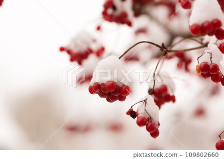 Bunches of juicy viburnum berries sprinkled with snow Bunches of juicy viburnum berries sprinkled with snow 109802660