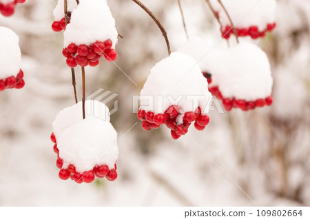 Bunches of juicy viburnum berries sprinkled with snow 109802664
