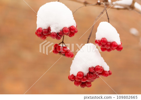 Bunches of juicy viburnum berries sprinkled with snow 109802665