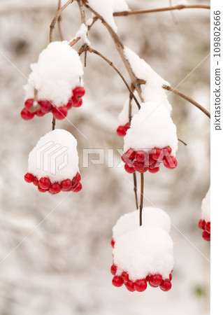 Bunches of juicy viburnum berries sprinkled with snow Bunches of juicy viburnum berries sprinkled with snow 109802666