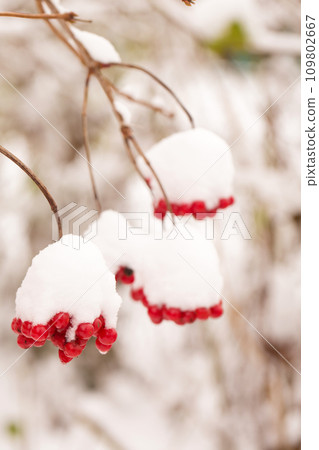 Bunches of juicy viburnum berries sprinkled with snow Bunches of juicy viburnum berries sprinkled with snow 109802667