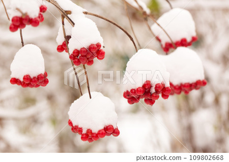 Bunches of juicy viburnum berries sprinkled with snow Bunches of juicy viburnum berries sprinkled with snow 109802668