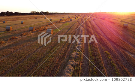 Many bales of wheat straw twisted into rolls with long shadows after wheat harvest lie on field during sunset sunrise. Flying over straw bales rolls on field. Aerial drone view. Agricultural landscape Many bales of wheat straw twisted into rolls with long shadows after wheat harvest lie on field during sunset sunrise. Flying over straw bales rolls on field. Aerial drone view. Agricultural landscape 109802758