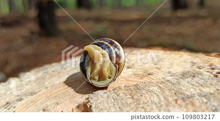 Slug laying on the wooden surface. Helix lucorum living in the forest Slug laying on the wooden surface. Helix lucorum living in the forest 109803217