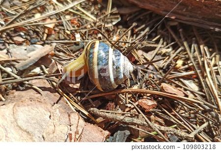 Slug creeping on the ground. Helix lucorum living in the forest 109803218