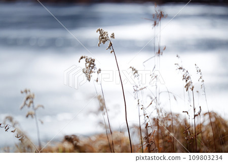 Winter grass Winter grass 109803234