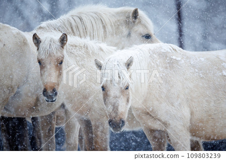 北海道冬季兒童 109803239