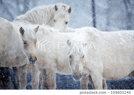 北海道冬季兒童 109803240