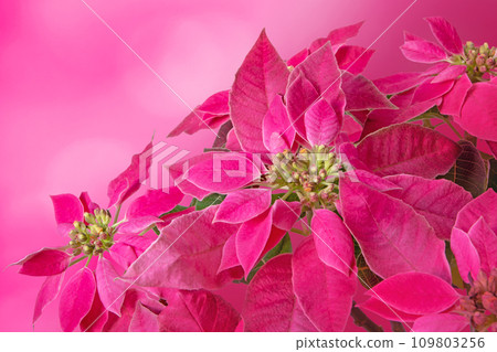 Poinsettia Christmas pink flower gift card Poinsettia Christmas pink flower gift card 109803256