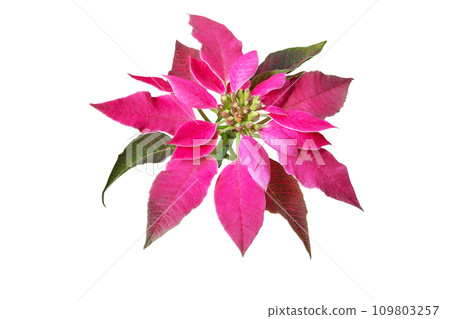 Poinsettia Christmas flower isolated on white 109803257