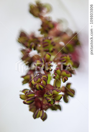 木通果開花在春天森林裡 木通果開花在春天森林裡 109803806