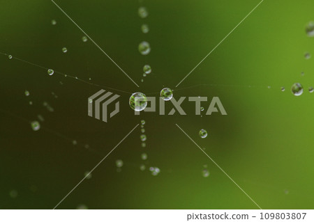 春天的森林風景-蜘蛛網上的水滴 春天的森林風景-蜘蛛網上的水滴 109803807