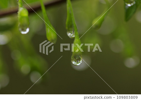Spring forest scenery: Styrax buds with water droplets 109803809