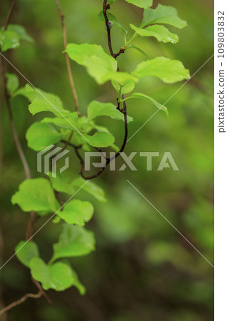 Spring forest scenery, young green leaves 109803832