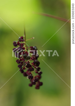 Spring forest scenery: Akebino flowers blooming in the fresh greenery 109803840