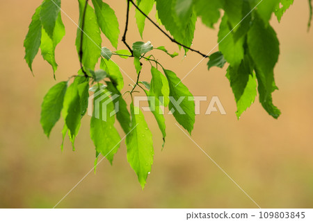 Spring forest scenery - green of young leaves 109803845