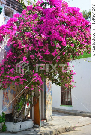 卡塔赫納，南美洲哥倫比亞美麗的古都，世界遺產 109804248