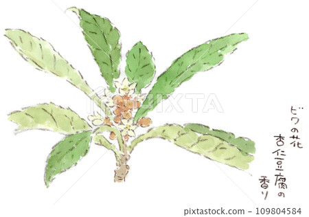 A winter plant, a watercolor illustration of a loquat flower covered in fluffy calyxes like a winter coat. 109804584