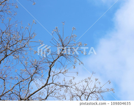 Winter Nankinhase 109804635