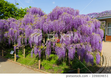 Spring wisteria at Ashikaga Flower Park 109804651